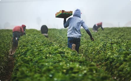 Farm Development & Production Management