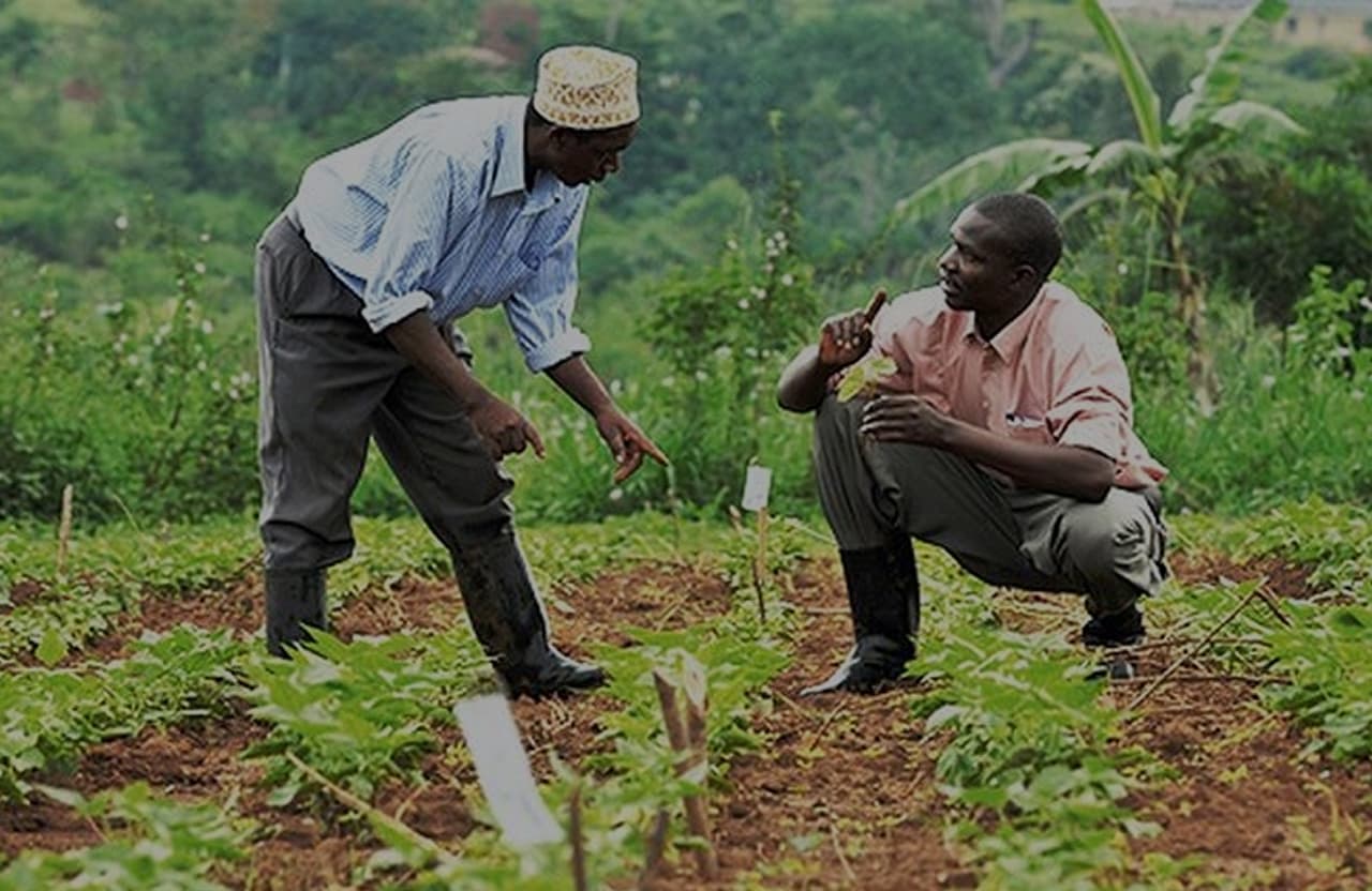 Farmers working in a field